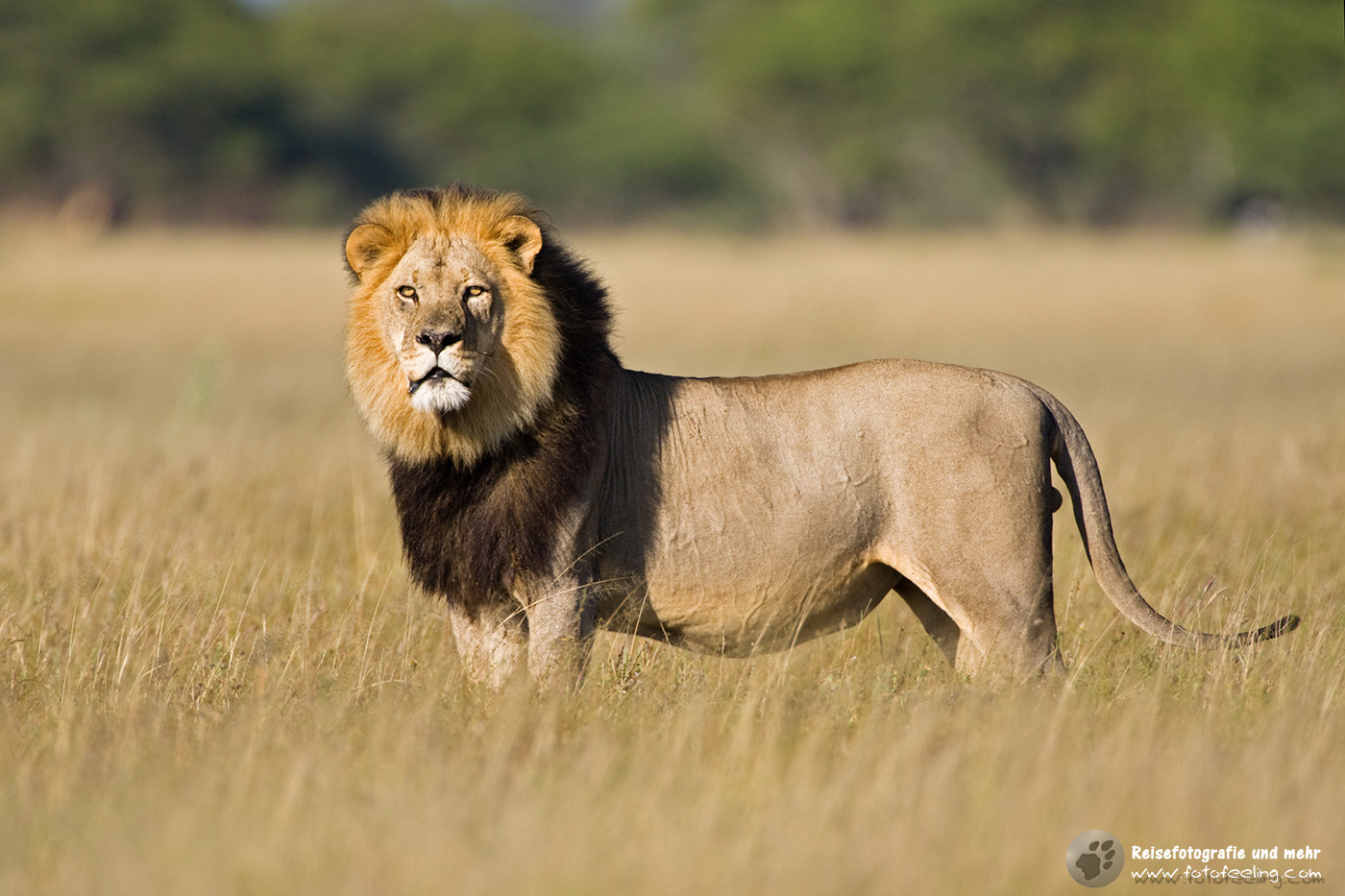 Löwe (Panthera leo)