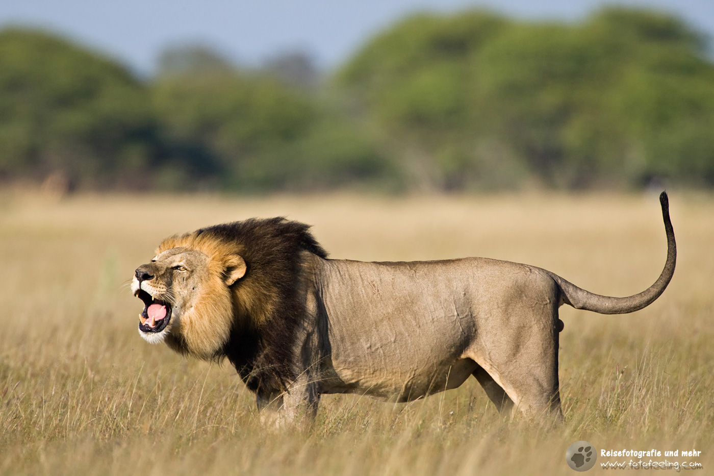 Rufender Löwe (Panthera leo)