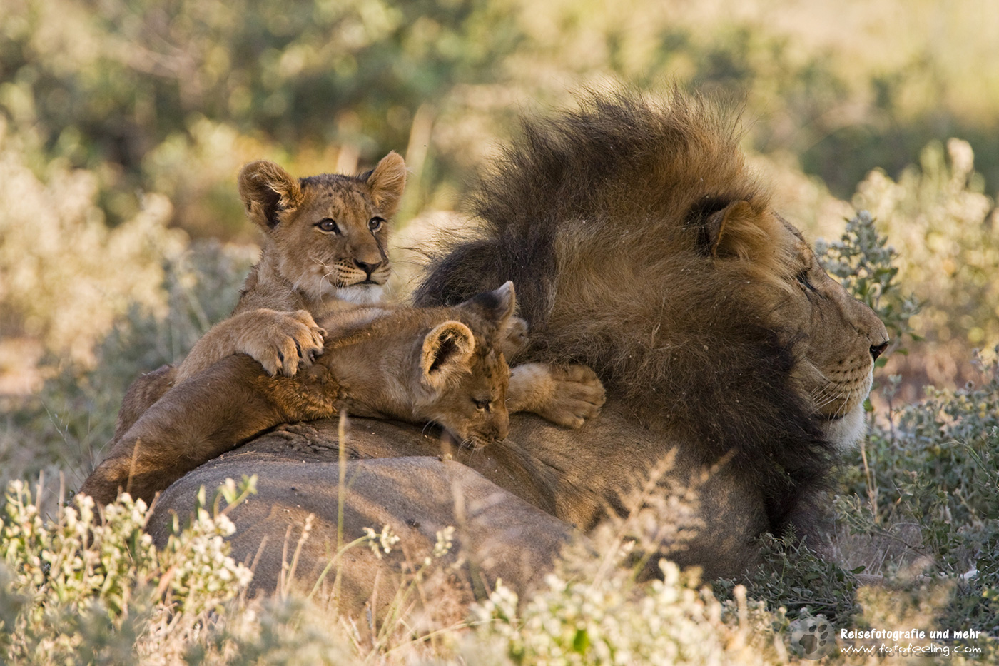 Löwe (Panthera leo) mit seinem Nachwuchs