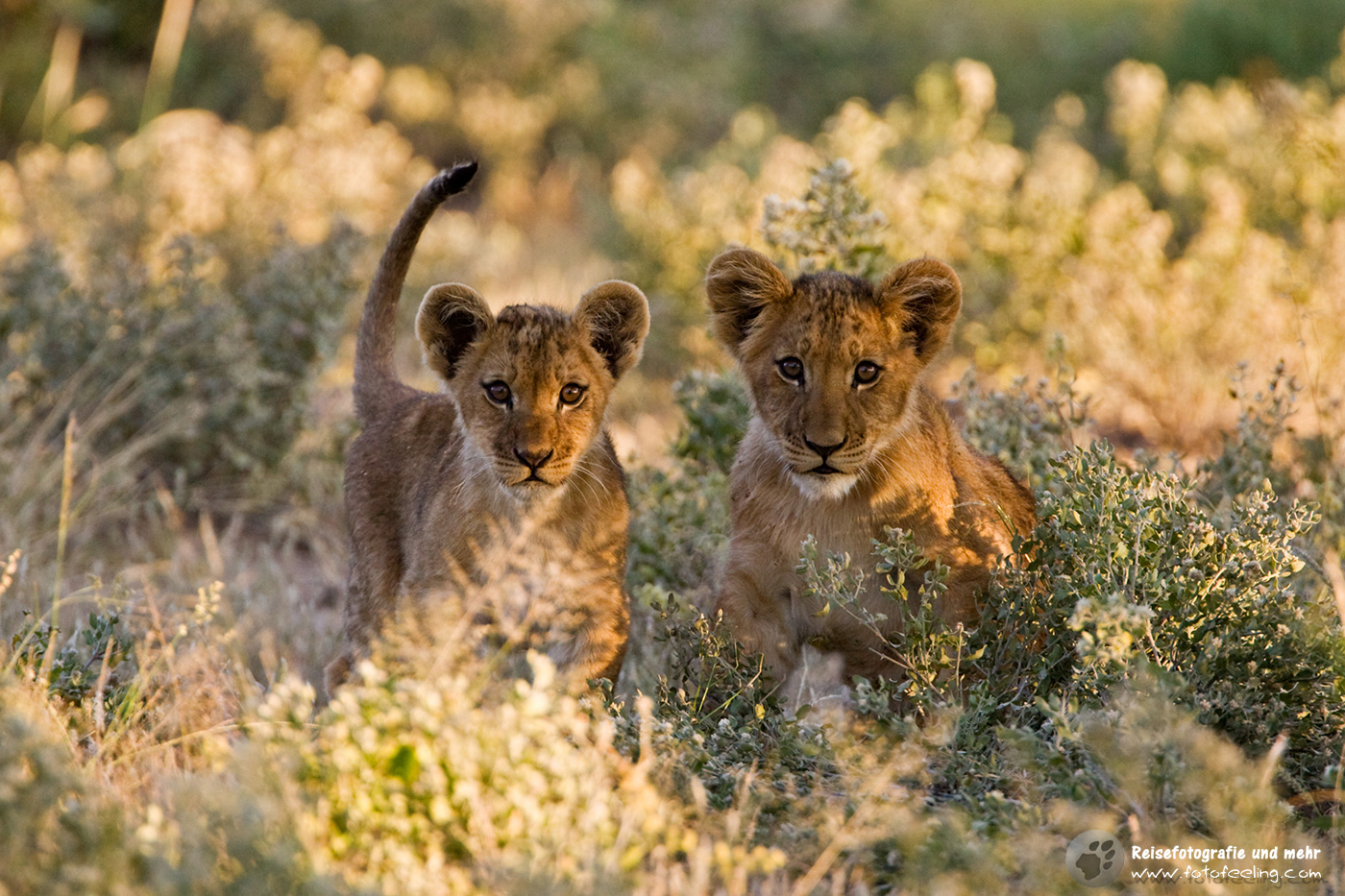 Löwe Junge (Panthera leo)