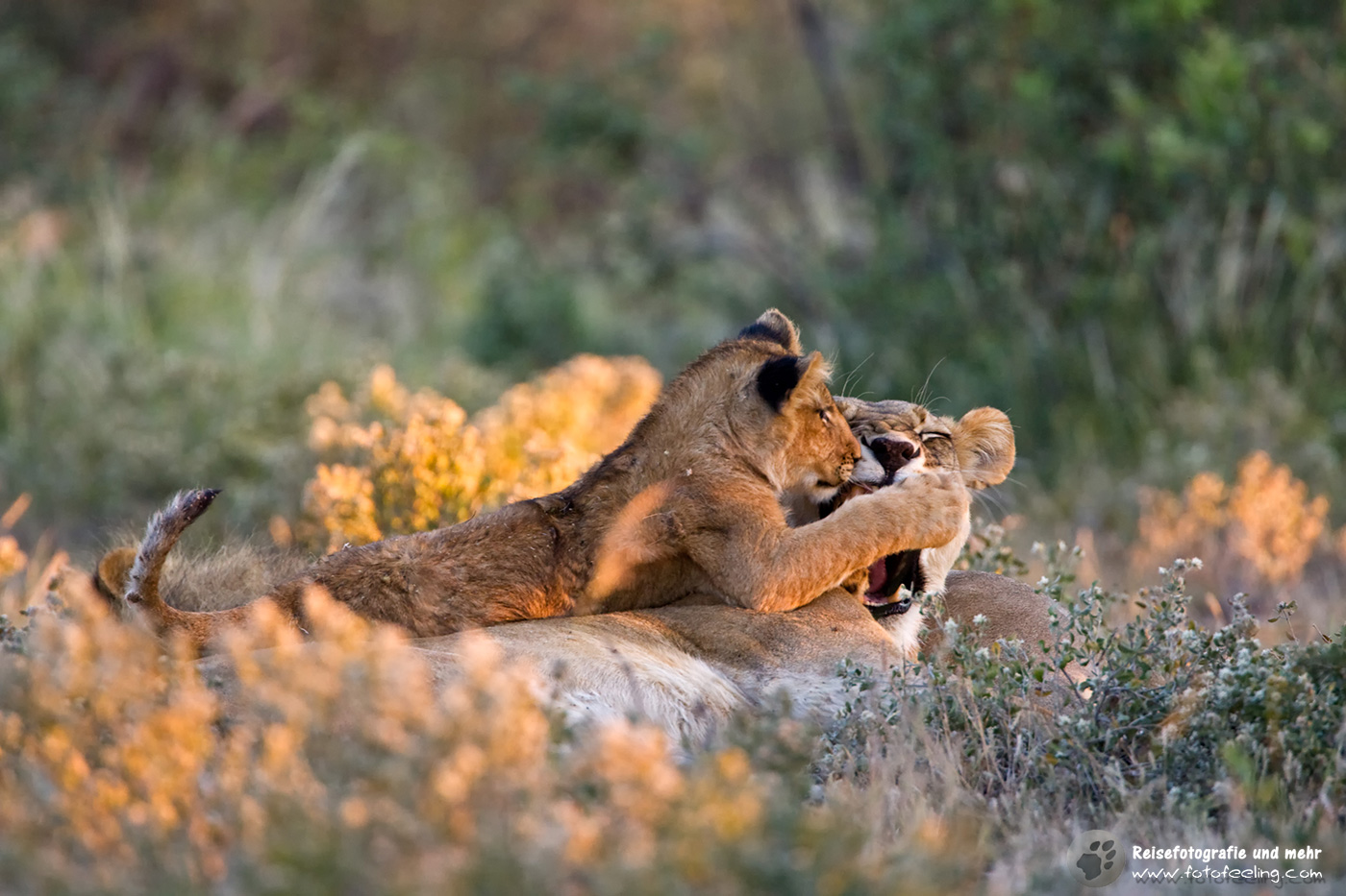 Löwin (Panthera leo) mit Jungem