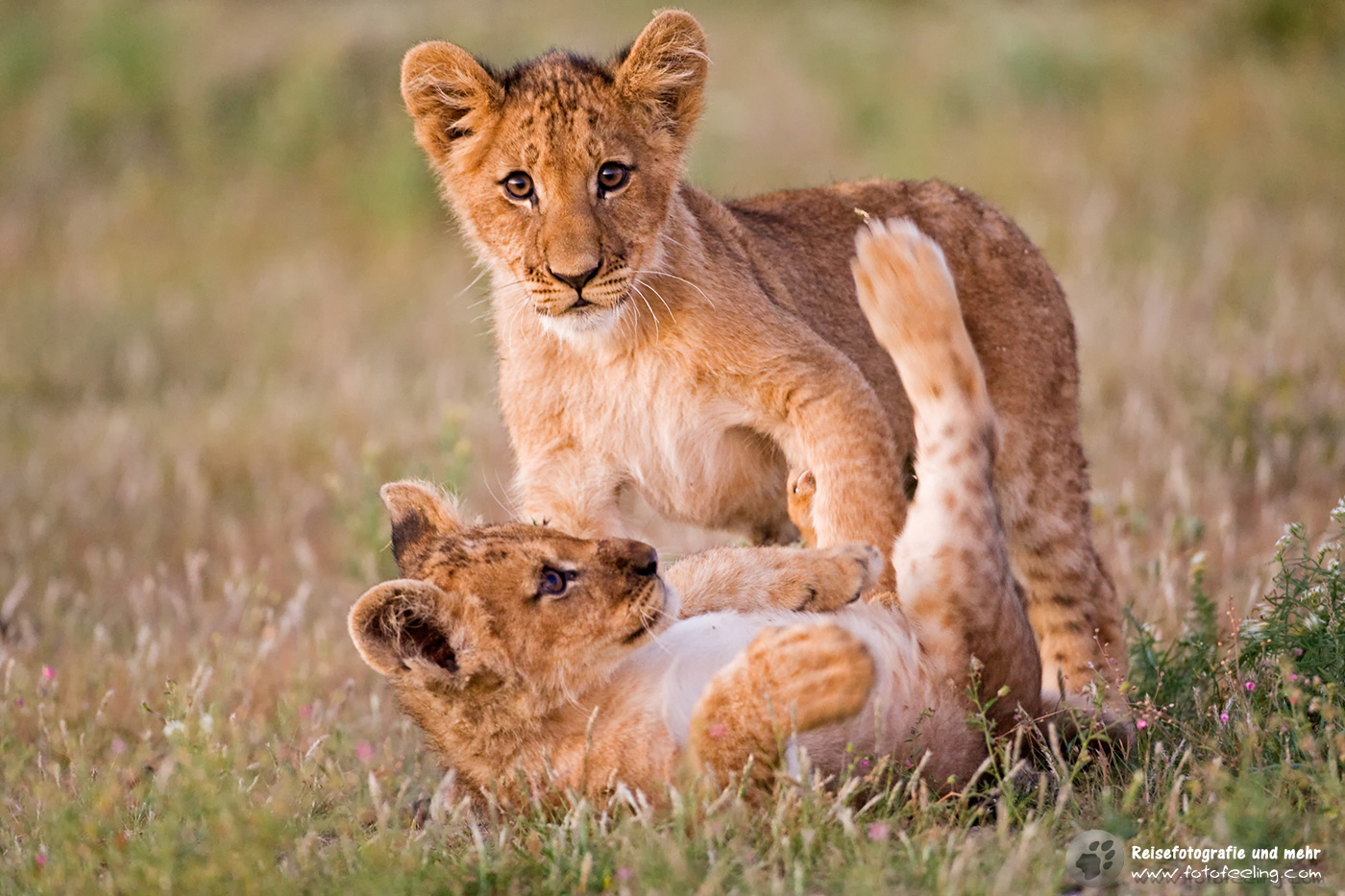 Löwen Kinder (Panthera leo)