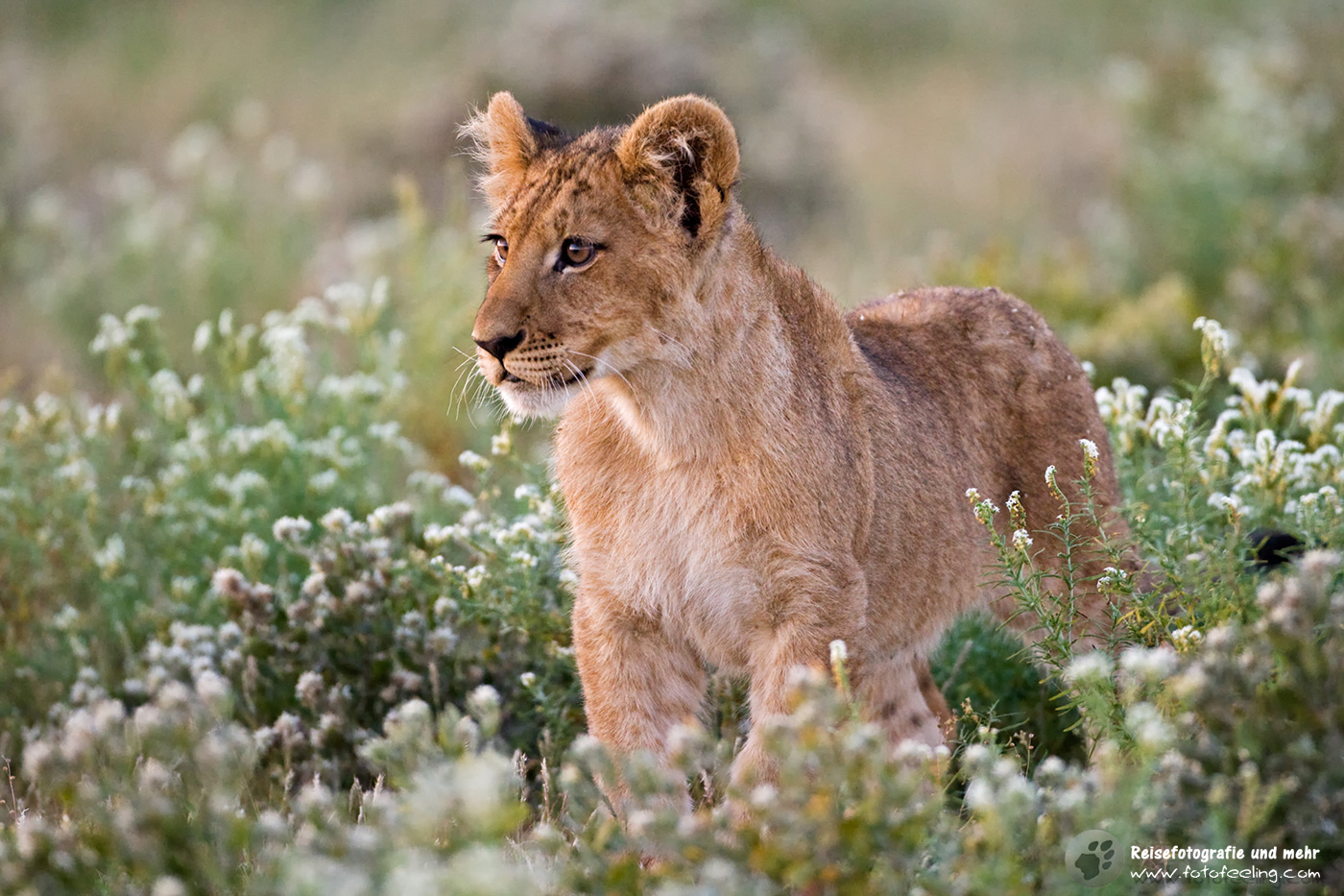 Löwen Junges (Panthera leo)