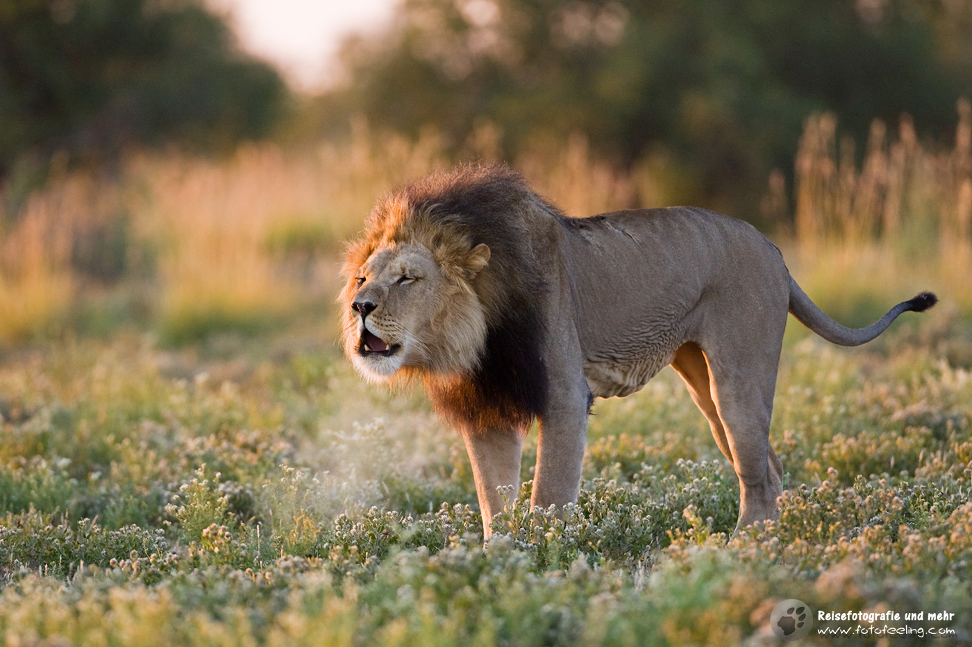 Rufender Löwe (Panthera leo)