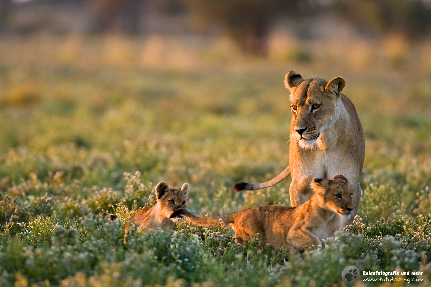 Löwin (Panthera leo) mit Jungen