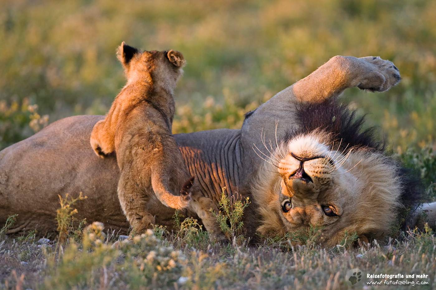 Löwe (Panthera leo) mit Nachwuchs