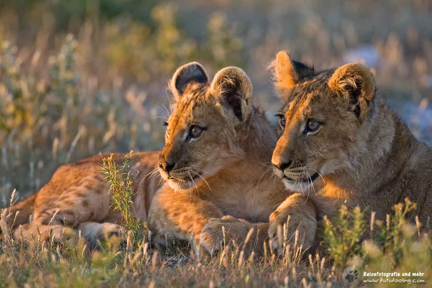 Löwen Junge (Panthera leo)