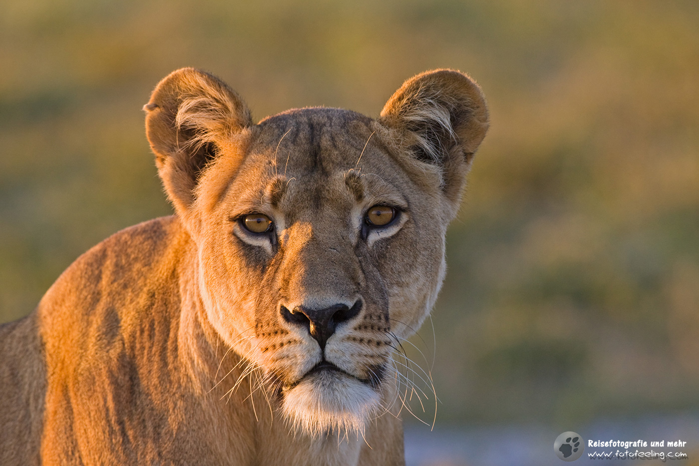 Löwin (Panthera leo)