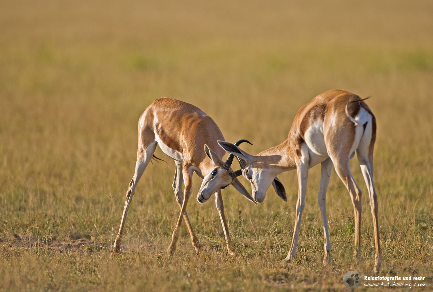 Springböcke(Antidorcas marsupialis) beim Kämpfen