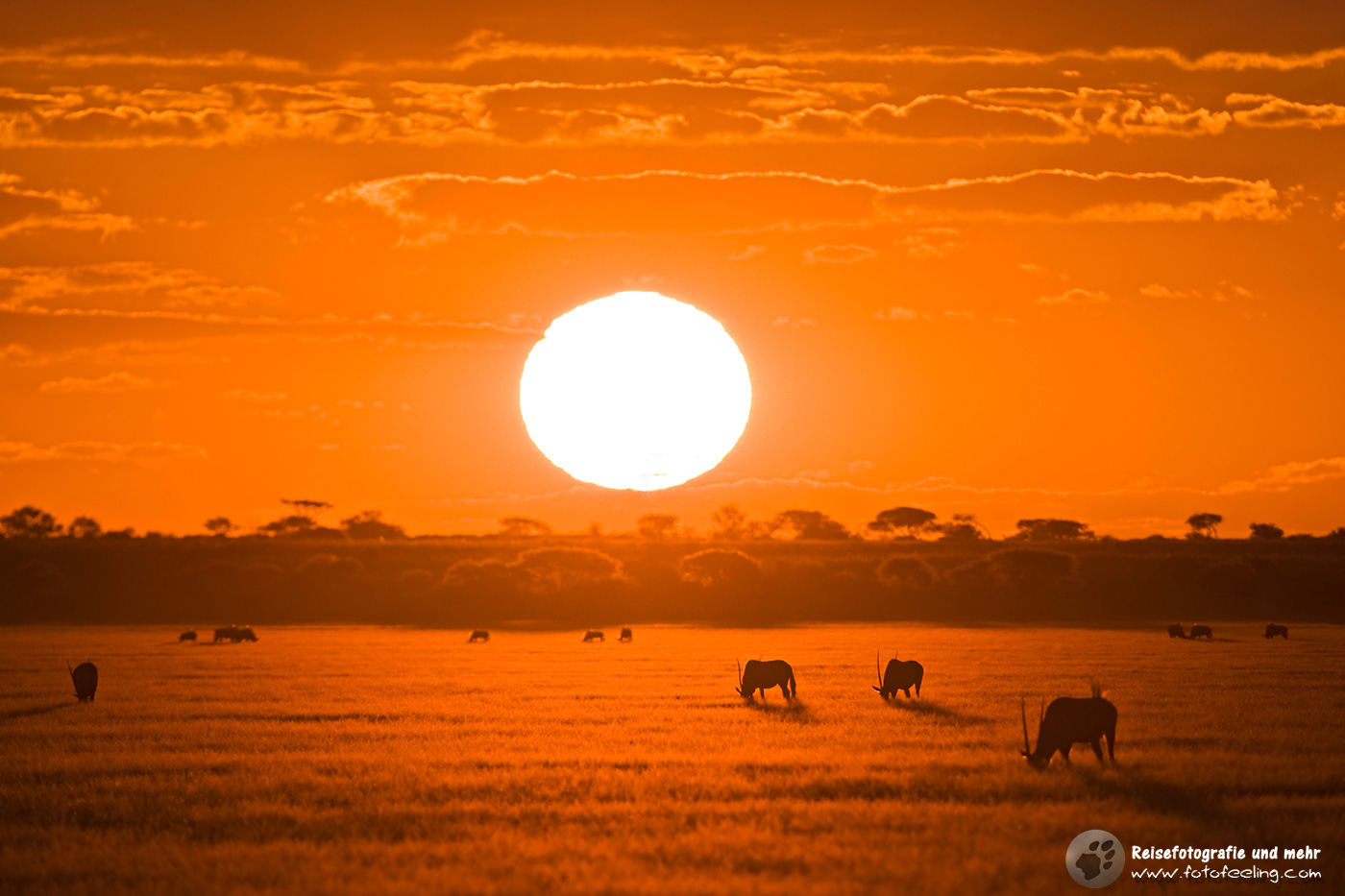 Oryxantilope, Spießbock, (Oryx gazella) im Sonnenuntergang