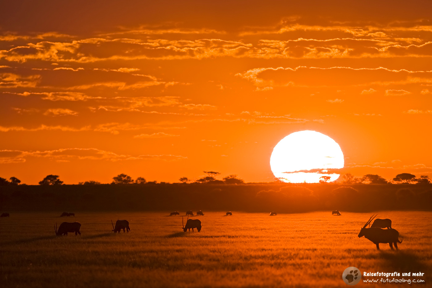 Oryxantilope, Spießbock, (Oryx gazella) im Sonnenuntergang