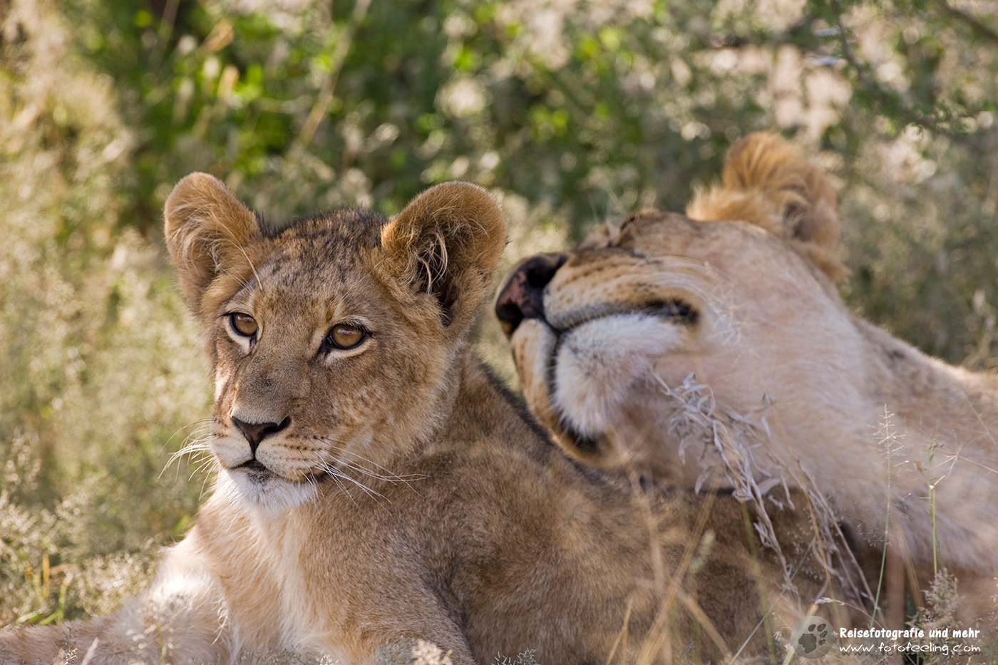 Löwin (Panthera leo) mit Jungem