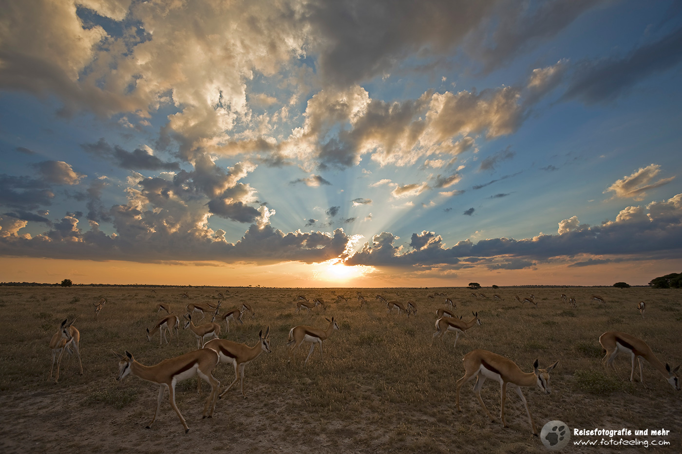 Springböcke(Antidorcas marsupialis) im Sonnenuntergang
