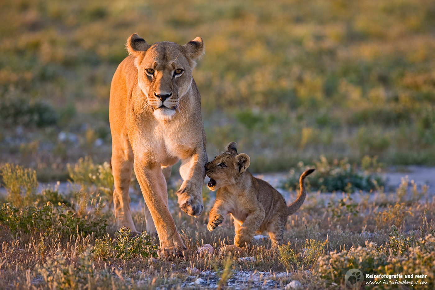 Löwin (Panthera leo) mit Jungem
