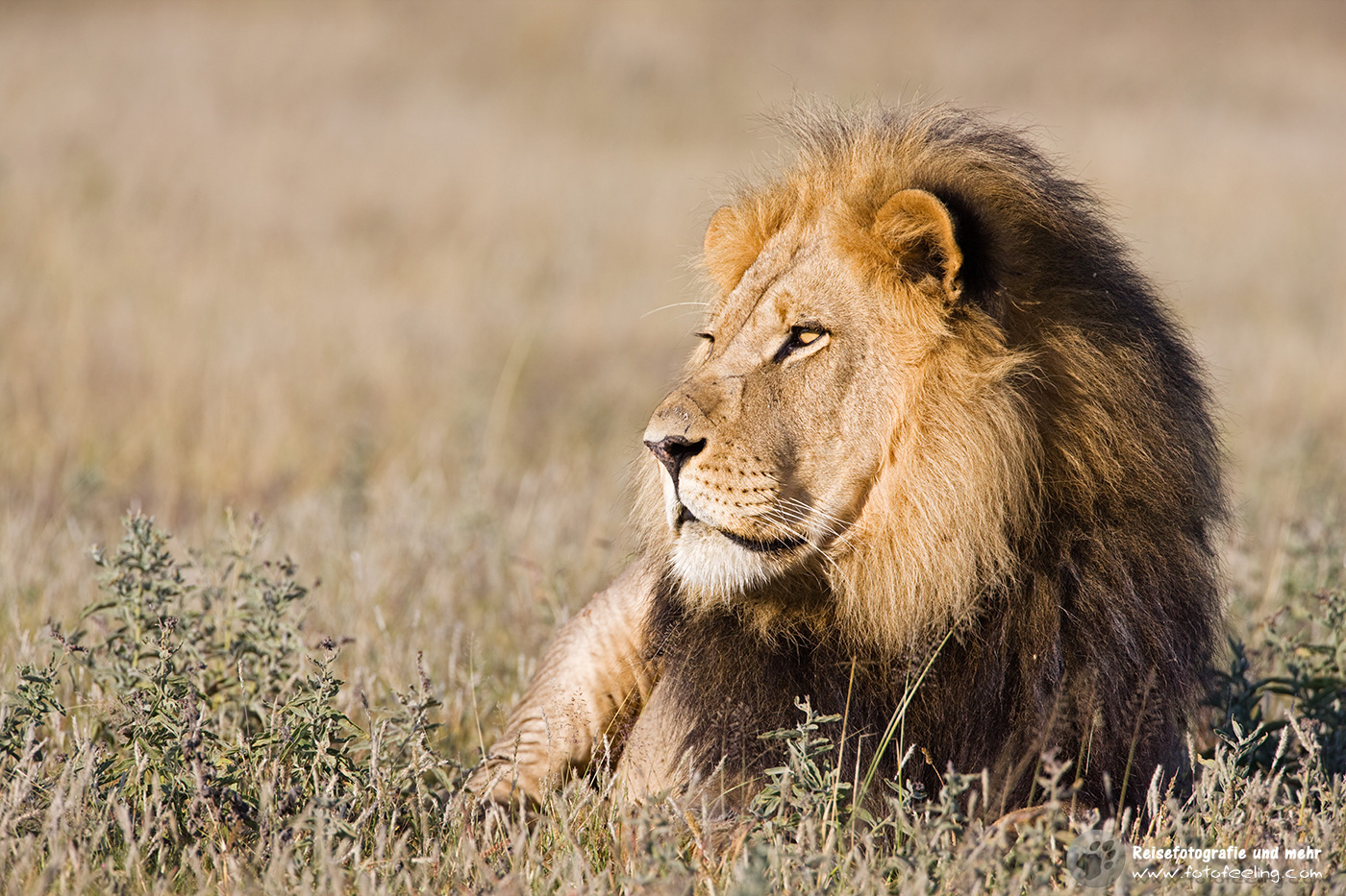Löwe (Panthera leo)