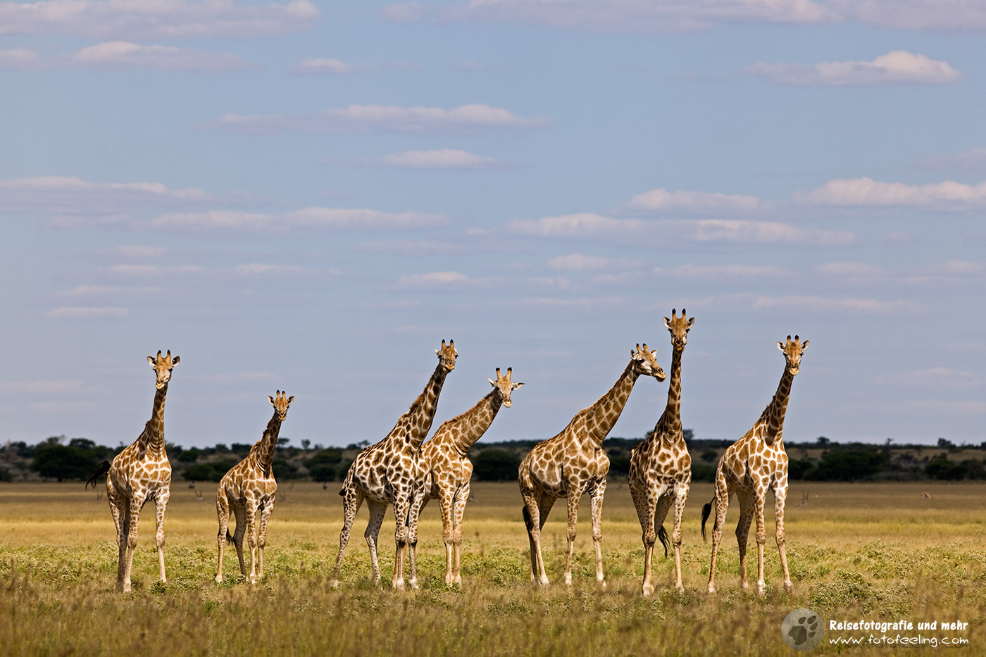 Giraffen (Giraffa camelopardalis)