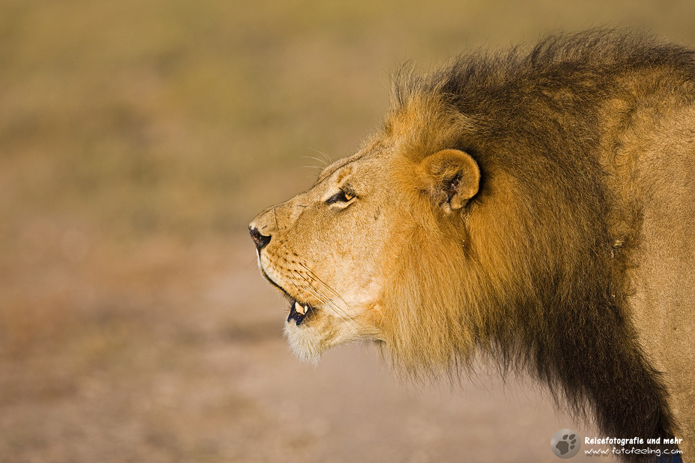 Rufender Löwe (Panthera leo)