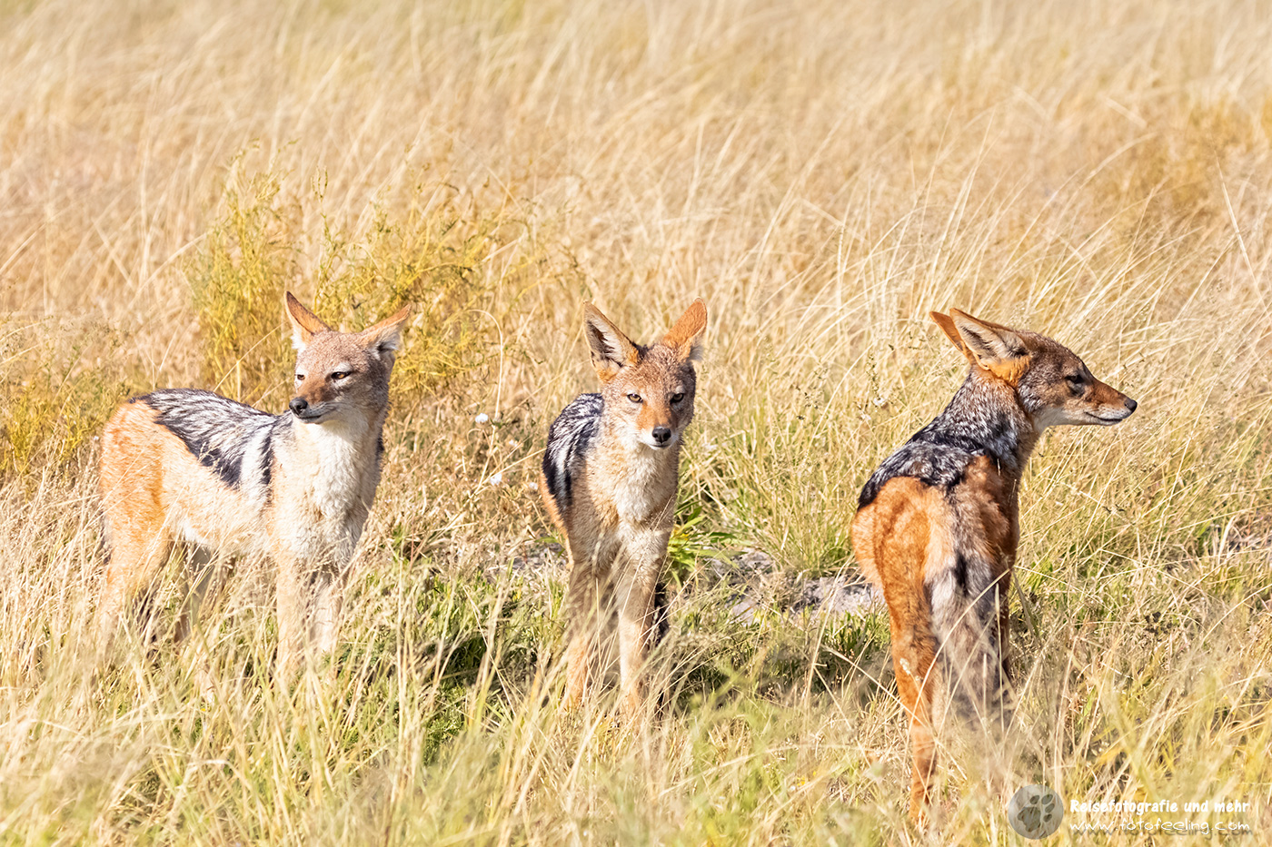 Drei  Schabrackenschakale (Canis mesomelas), en: Black-backed Jackal