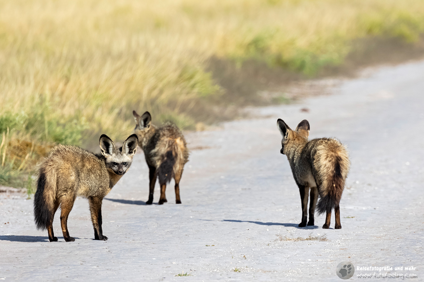 Löffelhunde (Otocyon megalotis) auf der Piste