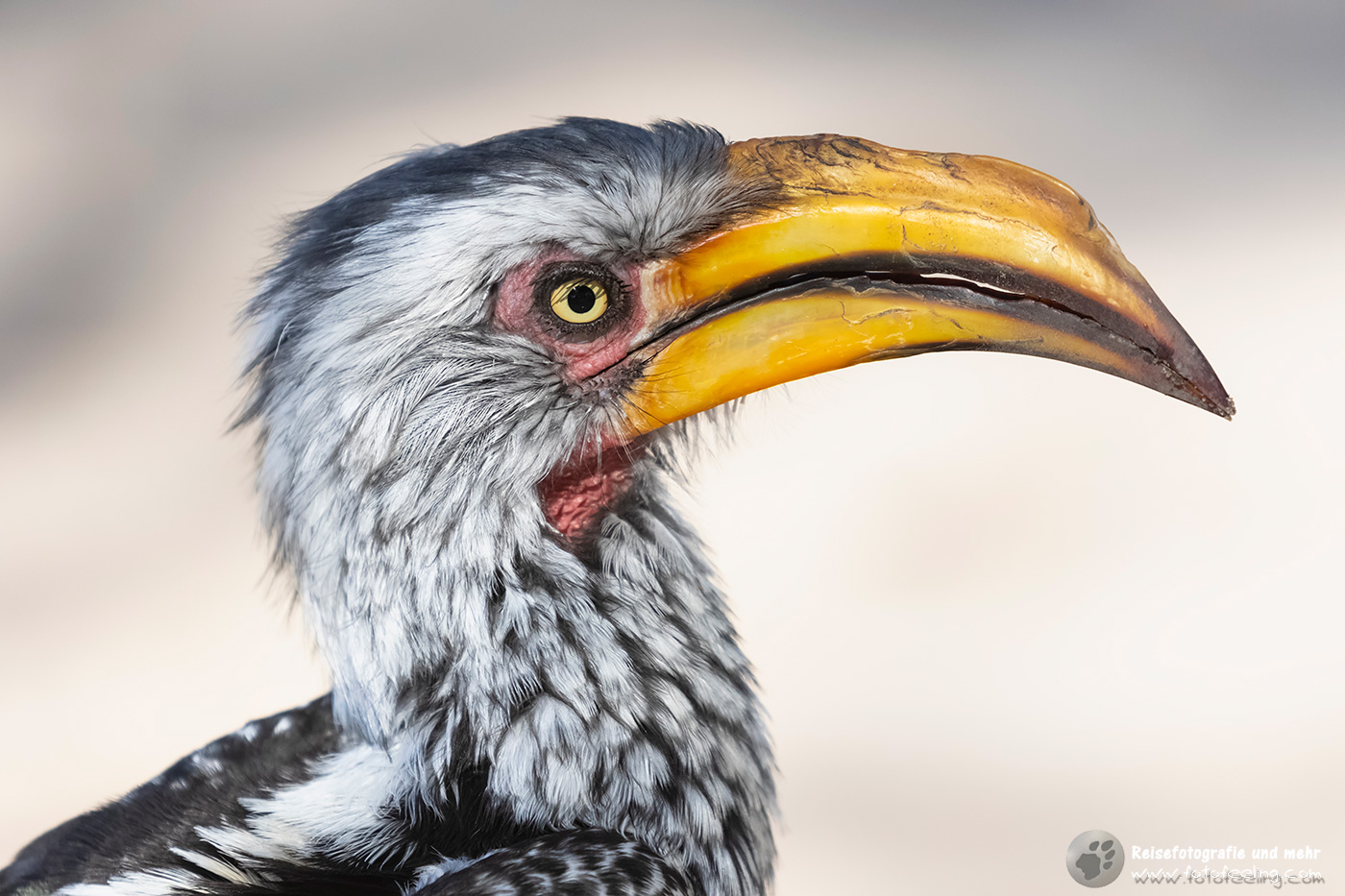 Gelbschnabeltoko, Nashornvogel, Yellow-billed Hornbill (Tockus flavirostris)