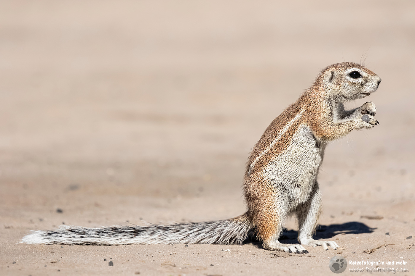 Erdhörnchen, Afrikanisches Borstenhörnchen, African ground squirrel (Xerus rutilus)