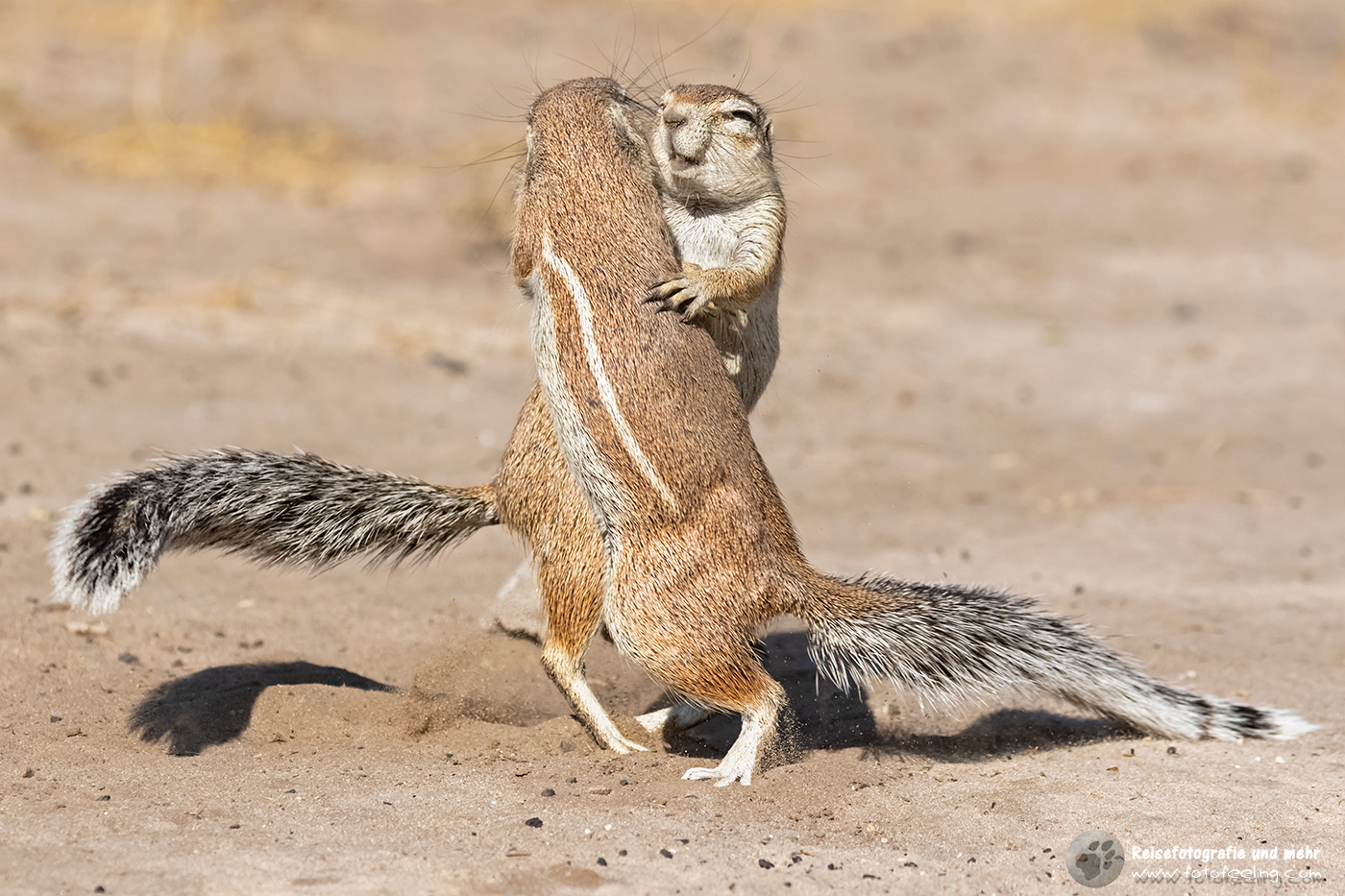 Erdhörnchen, Afrikanisches Borstenhörnchen, African ground squirrel (Xerus rutilus)