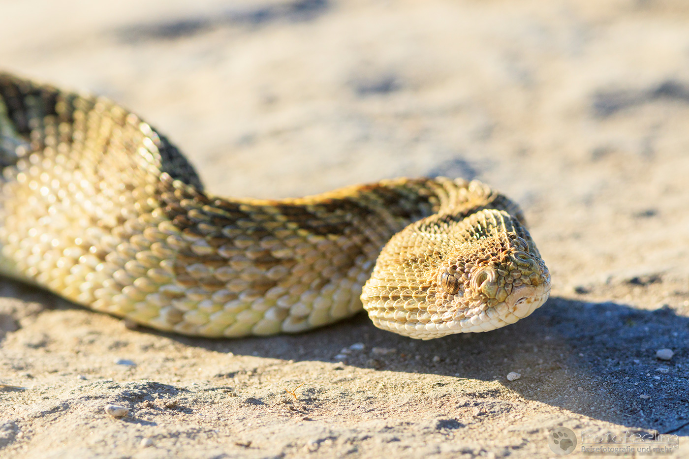 Puffotter (Bitis arietans), en: African puff adders