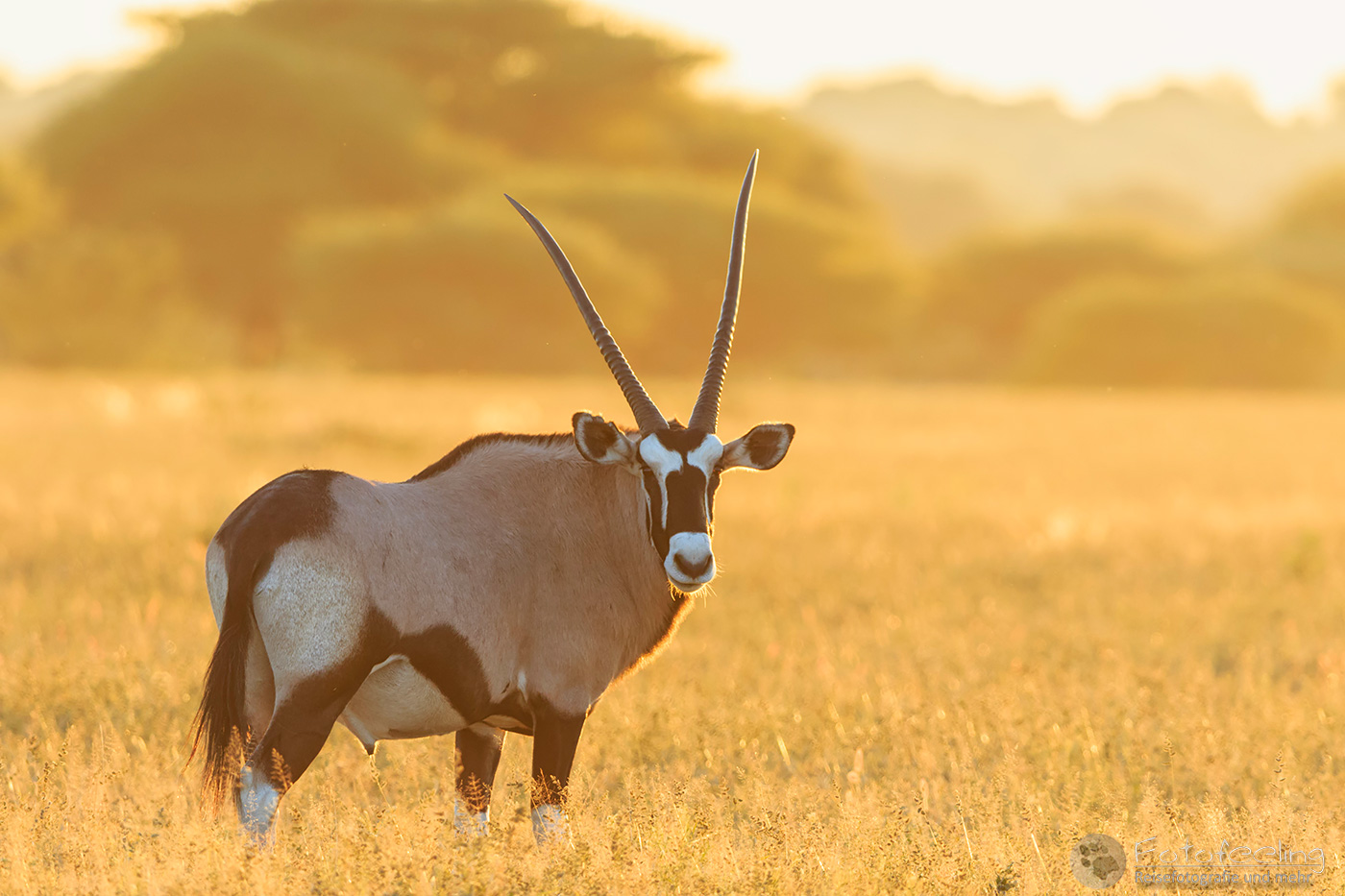 Oryxantilope, Spießbock (Oryx gazella), en: Gemsbok im Gegenlicht