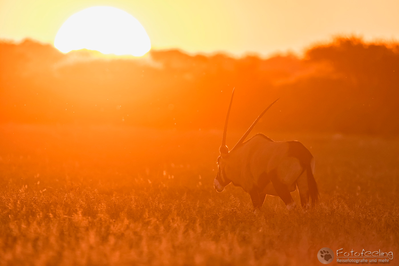 Oryxantilope, Spießbock (Oryx gazella), en: Gemsbok im Gegenlicht
