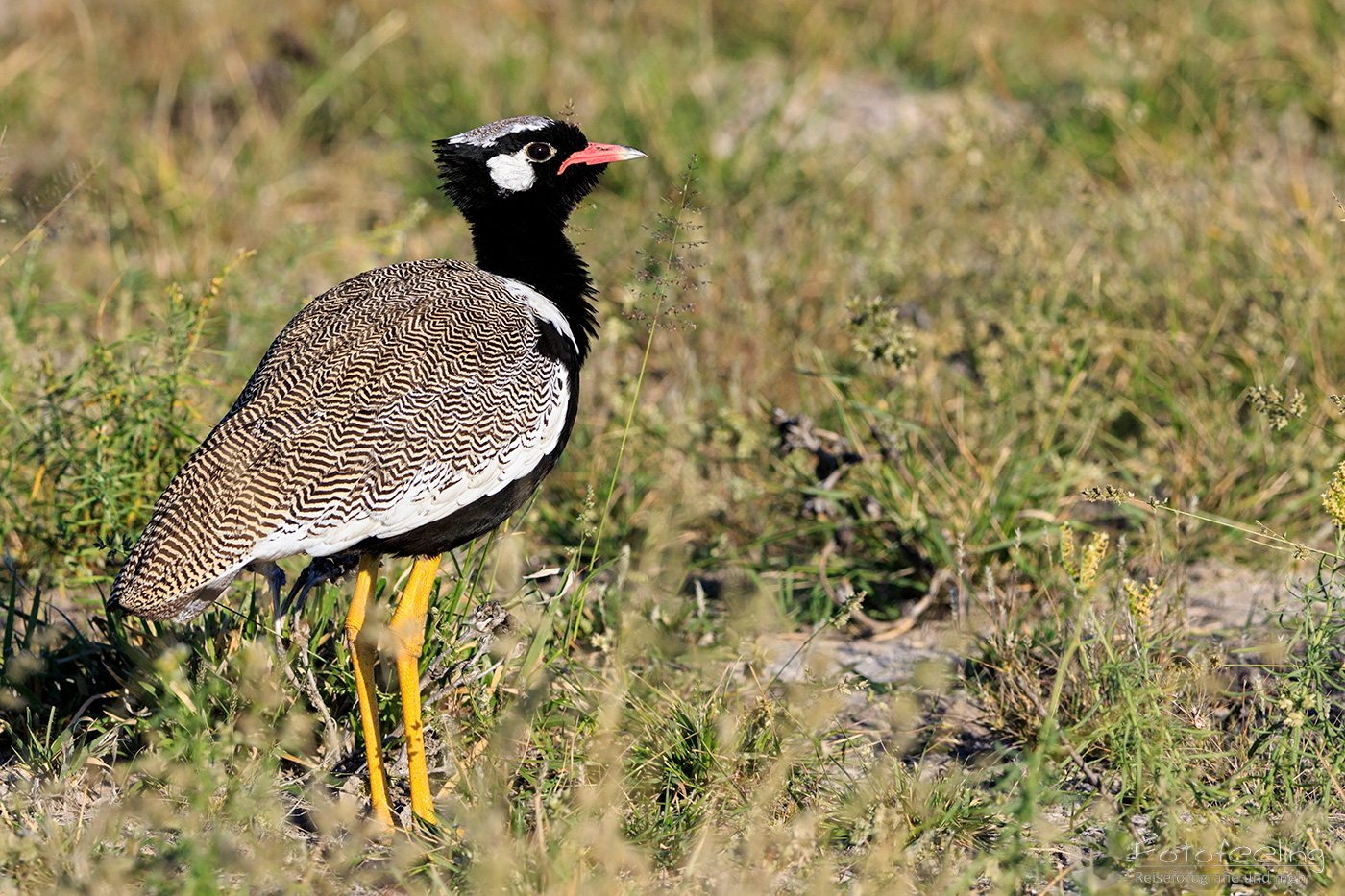 Gackeltrappe (Eupodotis afra), en: Black Korhaan