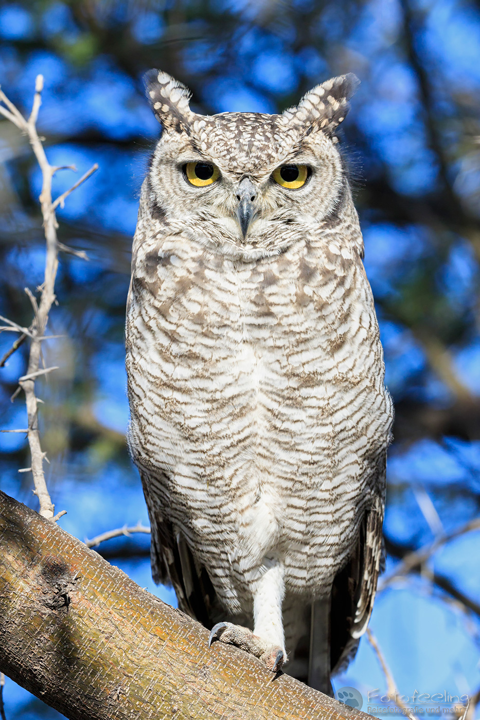 Fleckenuhu (Bubo africanus), en: Spotted eagle-owl