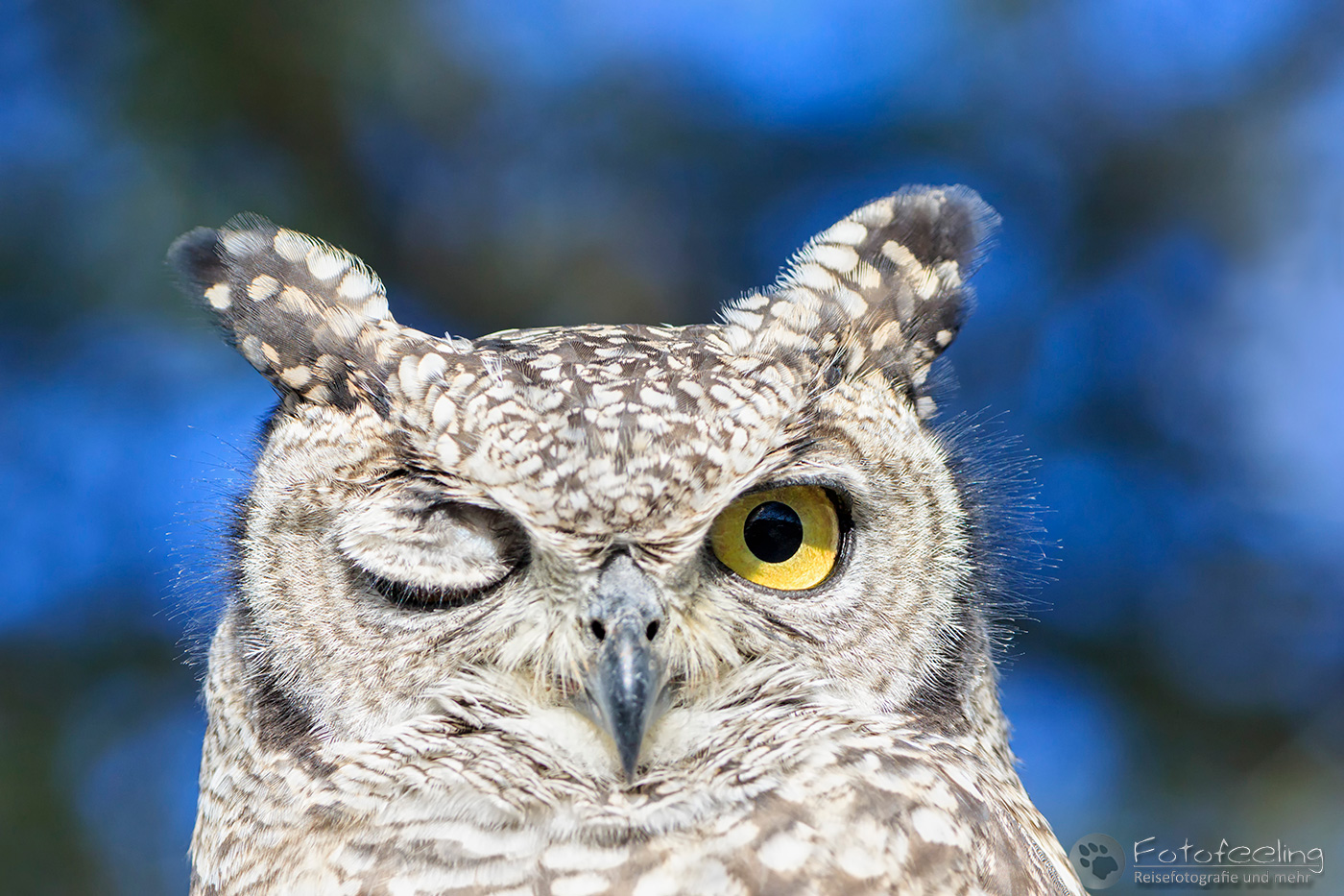 Fleckenuhu (Bubo africanus), en: Spotted eagle-owl