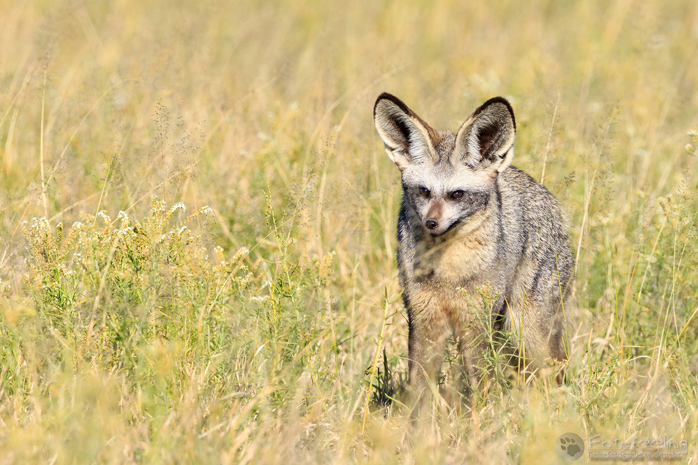 Löffelhund (Otocyon megalotis), en: Bat-eared Fox