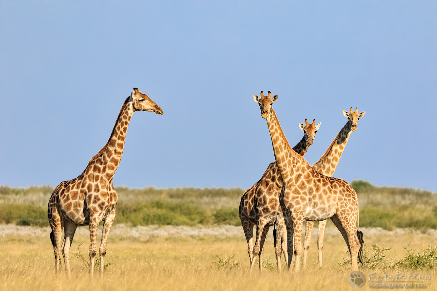 Giraffen (Giraffa camelopardalis)