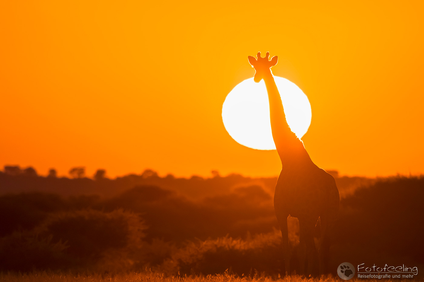 Giraffe (Giraffa camelopardalis) im Sonnenuntergang