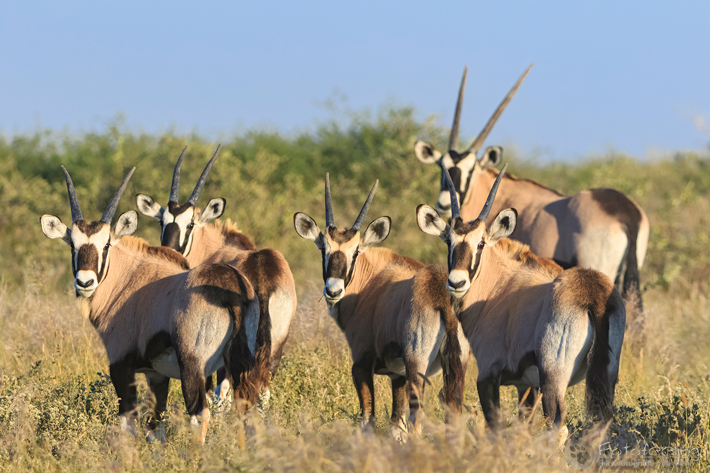 Herde Oryxantilopen, Spießbock (Oryx gazella), en: Gemsbok