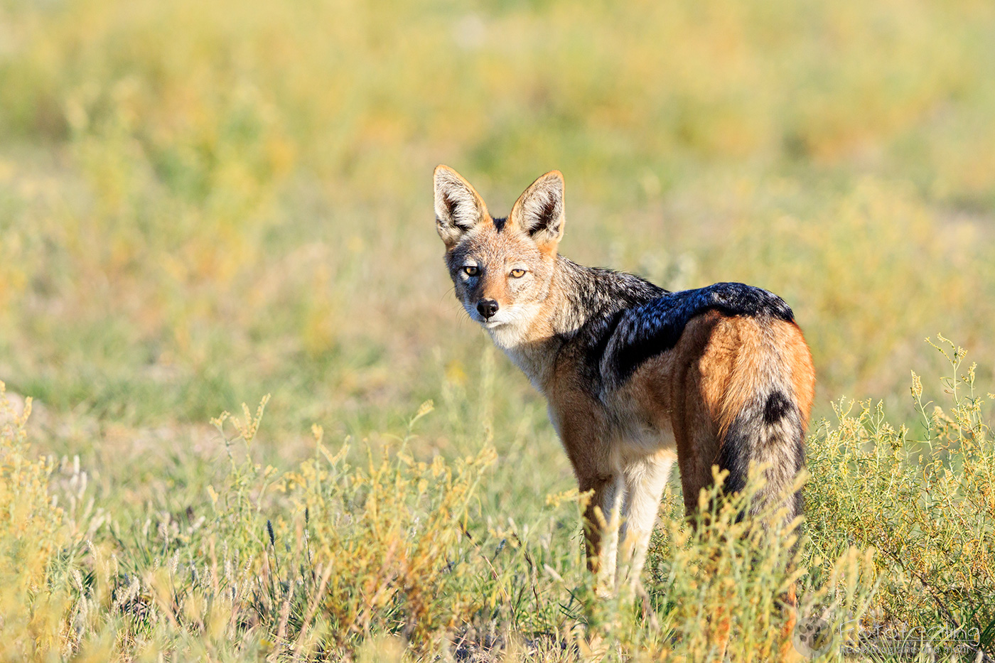Schabrackenschakal (Canis mesomelas), en: Black-backed Jackal
