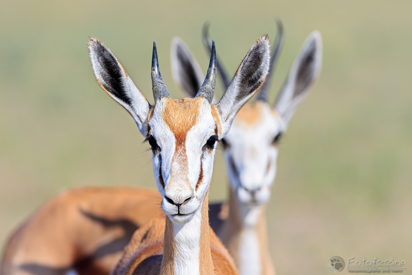 Springböcke (Antidorcas marsupialis), en: Springbok
