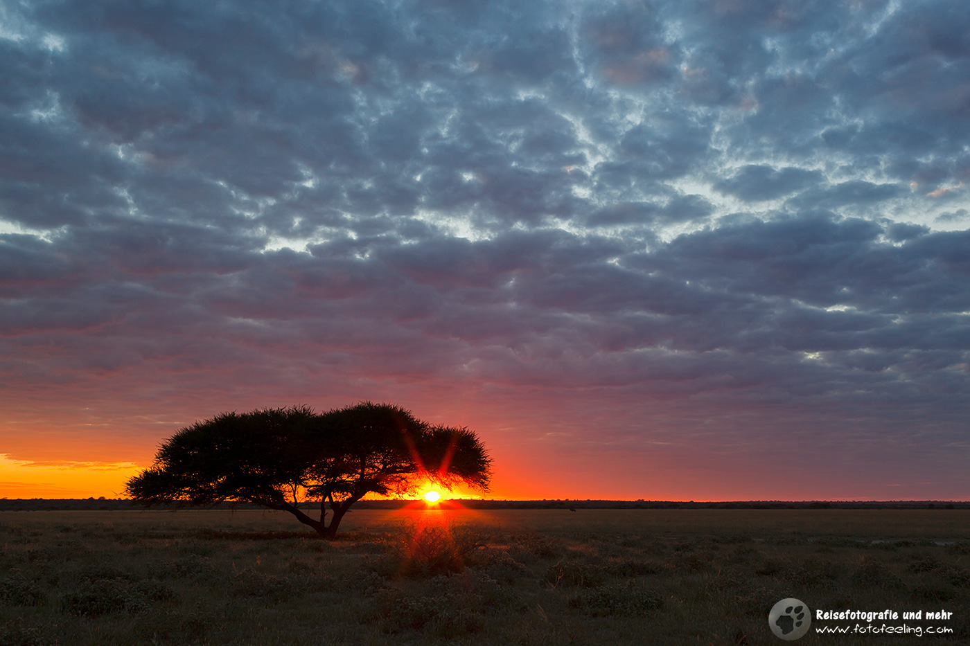 Schirmakazie, umbrella acacia, (Acacia tortilis) im Sonnenuntergang
