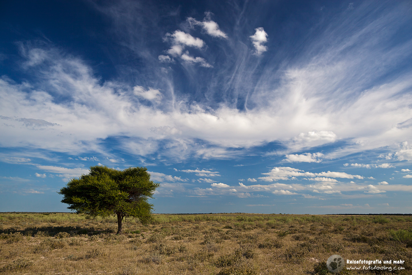 Schirmakazie, umbrella acacia, (Acacia tortilis)
