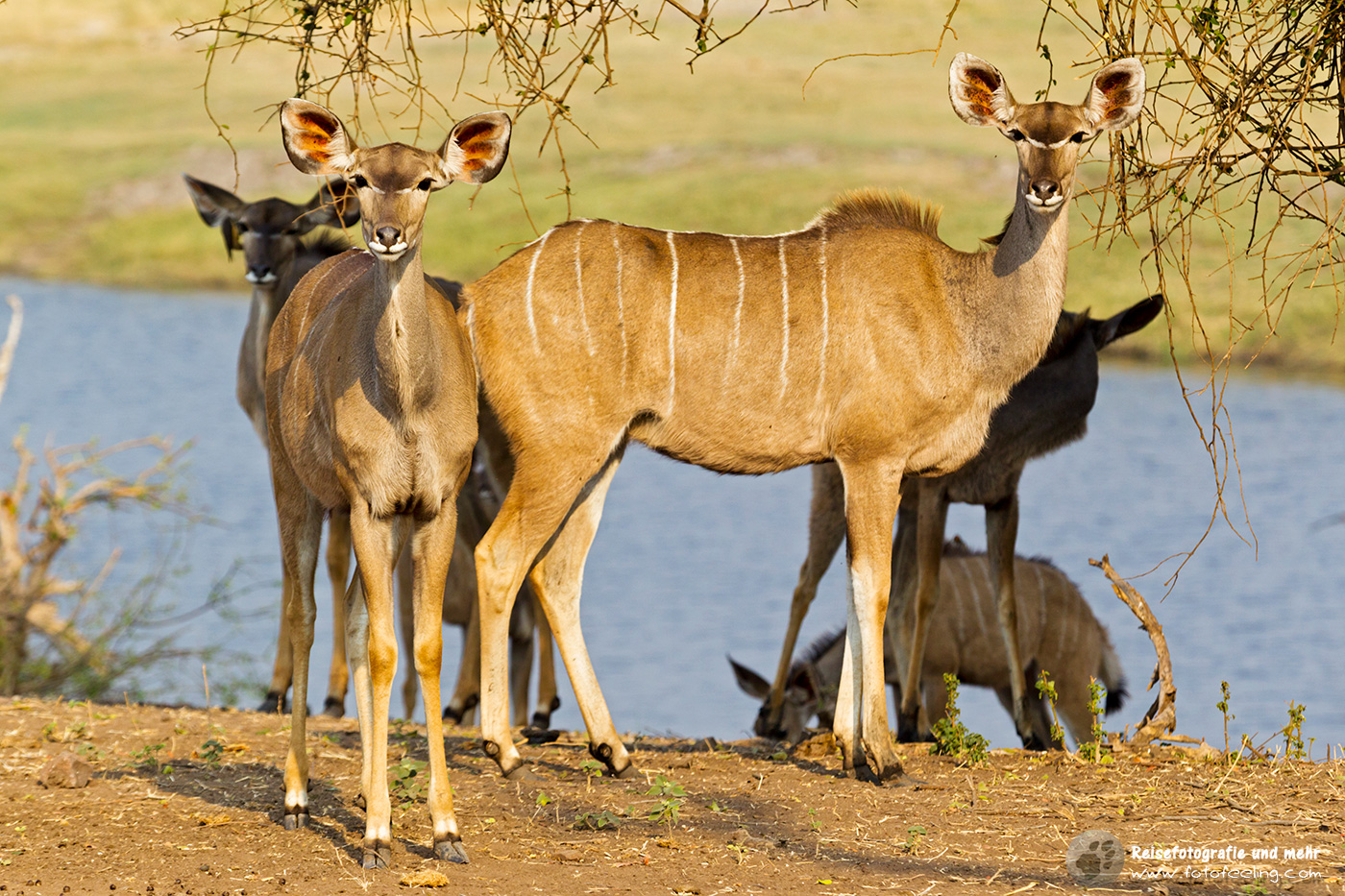 Großer Kudu (Strepsiceros) Weibchen