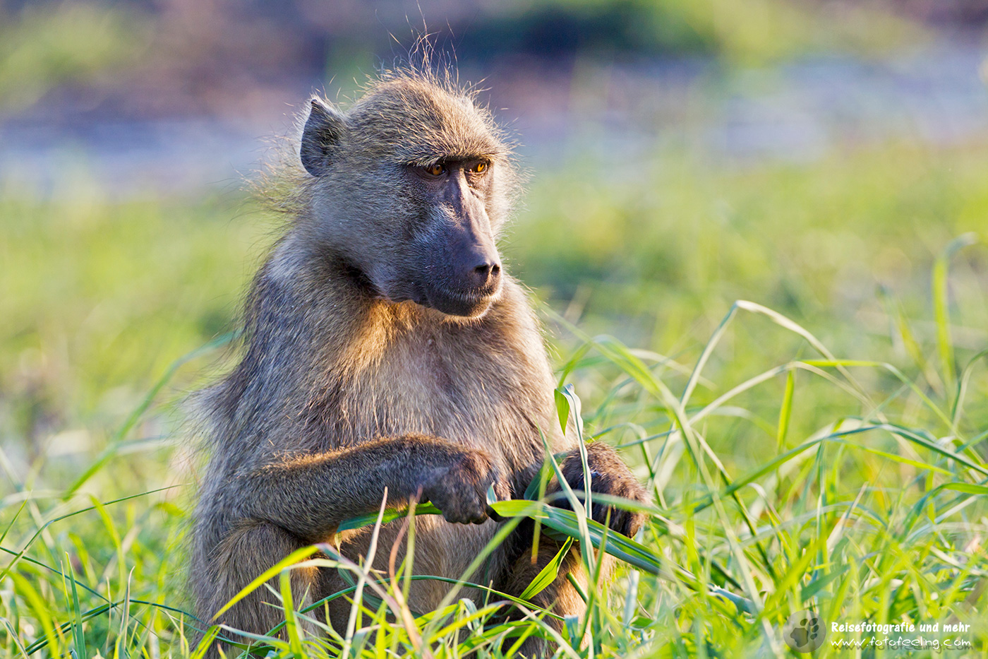 Steppenpavian (Papio cynocephalus)