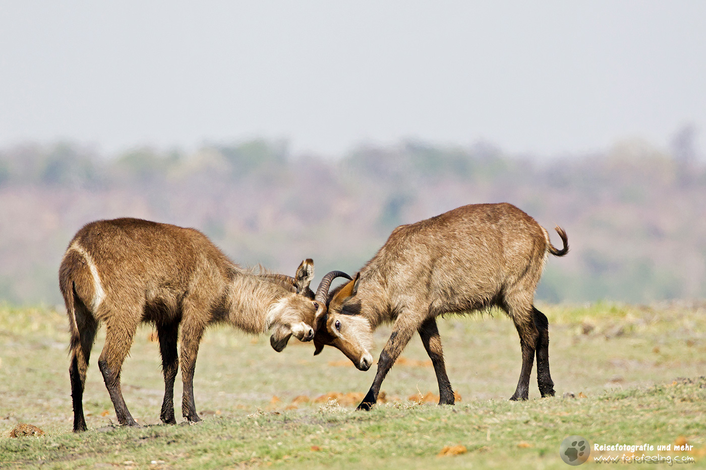 Kämpfende Wasserböcke (Kobus)