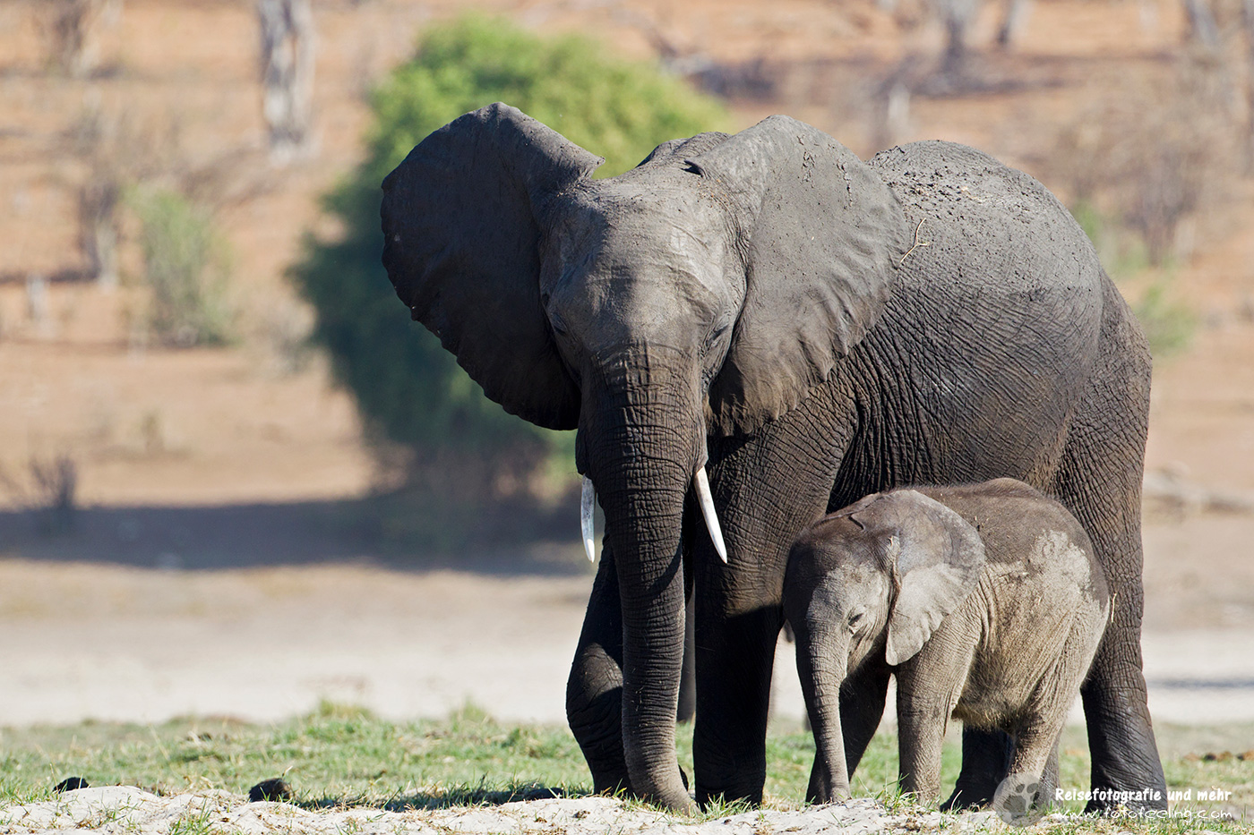 Afrikanischer Elefant (Loxodonta africana) - Mutter mit Kalb