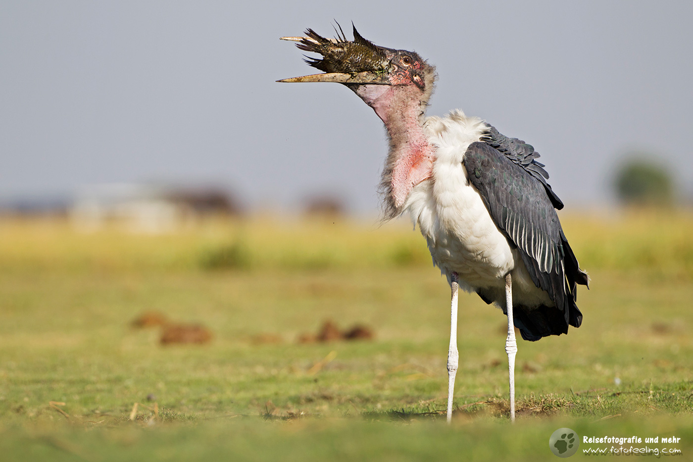 Marabu (Leptoptilos crumeniferus) mit Fisch