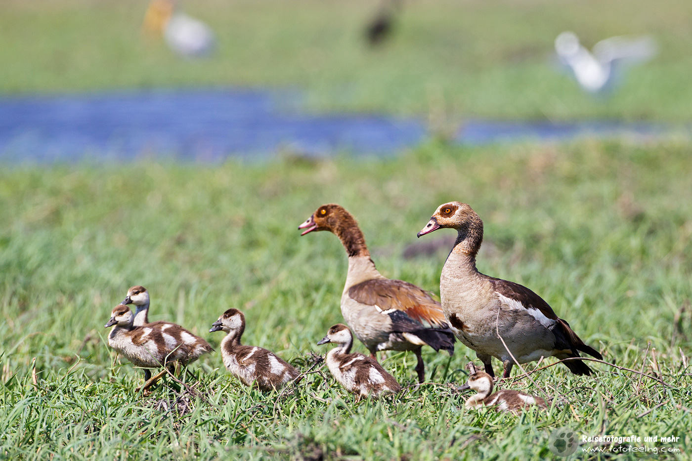 Nilgans (Alopochen aegyptiaca) Familie