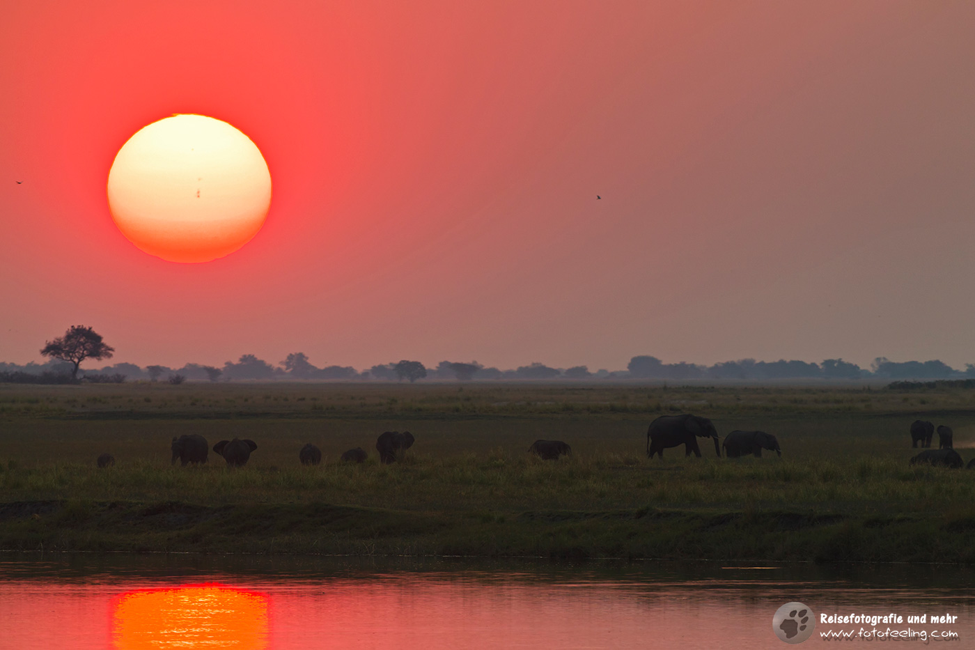 Afrikanischer Elefant (Loxodonta africana) im Sonnenuntergang