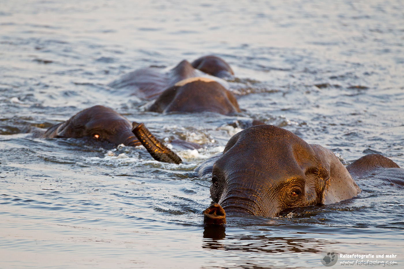 Afrikanischer Elefant (Loxodonta africana) bei der Durchquerung des Chobe Flusses