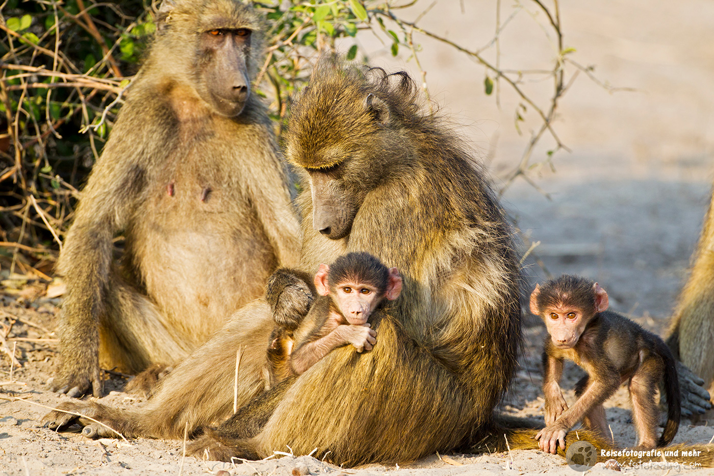 Steppenpavian (Papio cynocephalus)