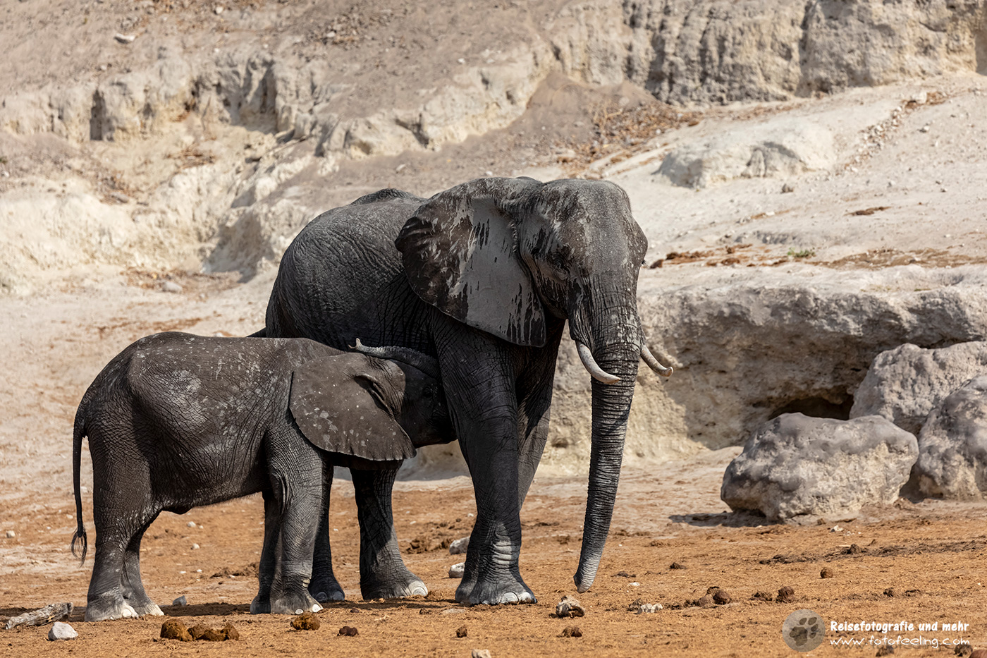 Säugendes Elefantenkalb - Afrikanischer Elefant (Loxodonta africana)